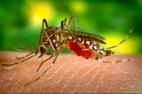 West Nile Virus Detected in Erving